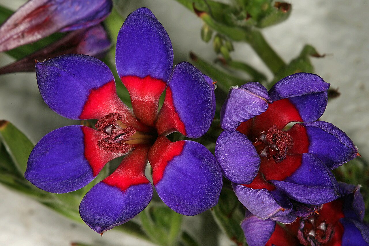 Blue-and-red babiana: Babiana rubrocyanea , flowers; Darling Wild Flower Show, Darling, Western Cape, South Africa