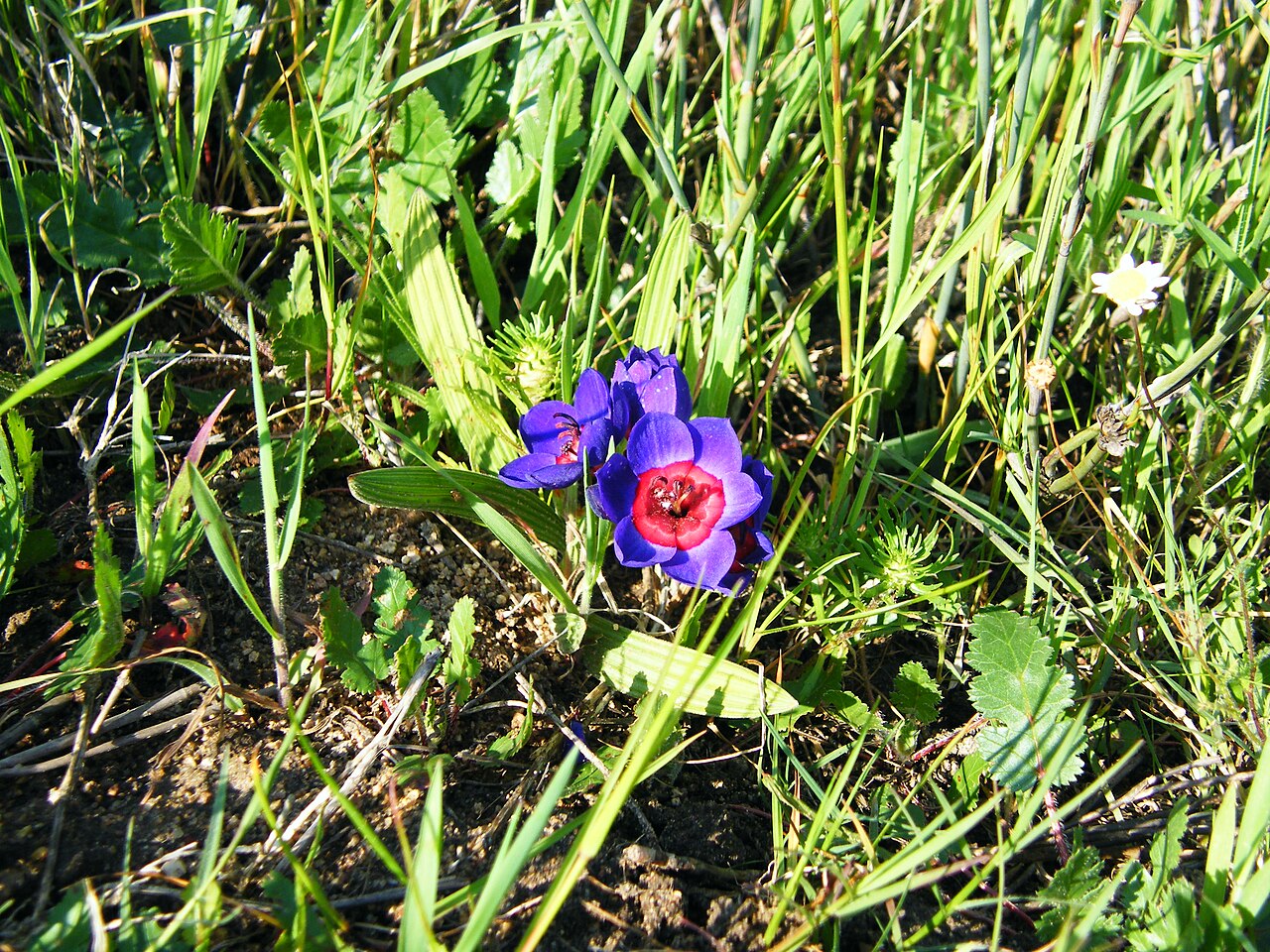 Blue-and-red babiana: Wine cup