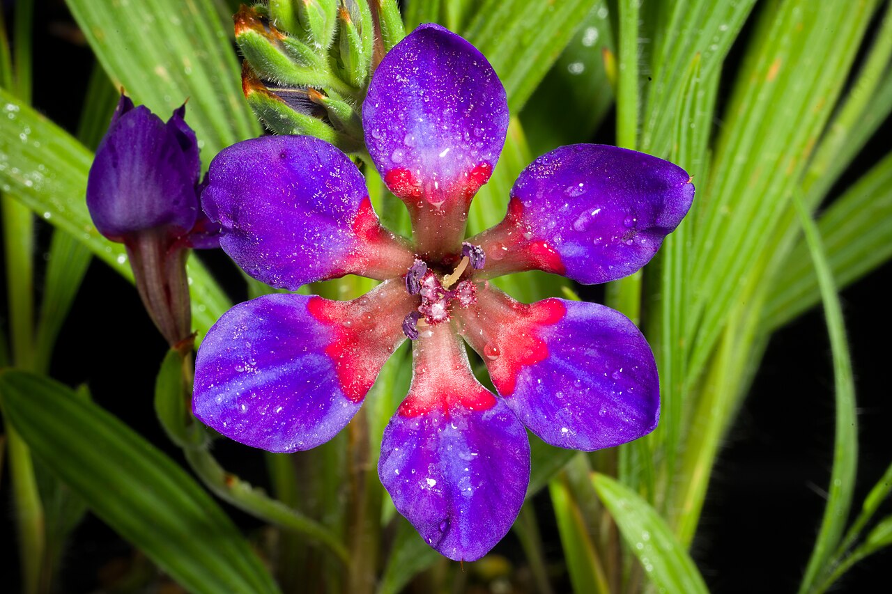 Blue-and-red babiana: Plant derived from Western Cape province (Malmesbury), South Africa Taxonomy Family アヤメ科 Iridaceae Subfamily Crocoideae Tribe Croceae Genus ホザキアヤメ属 Babiana .mw-