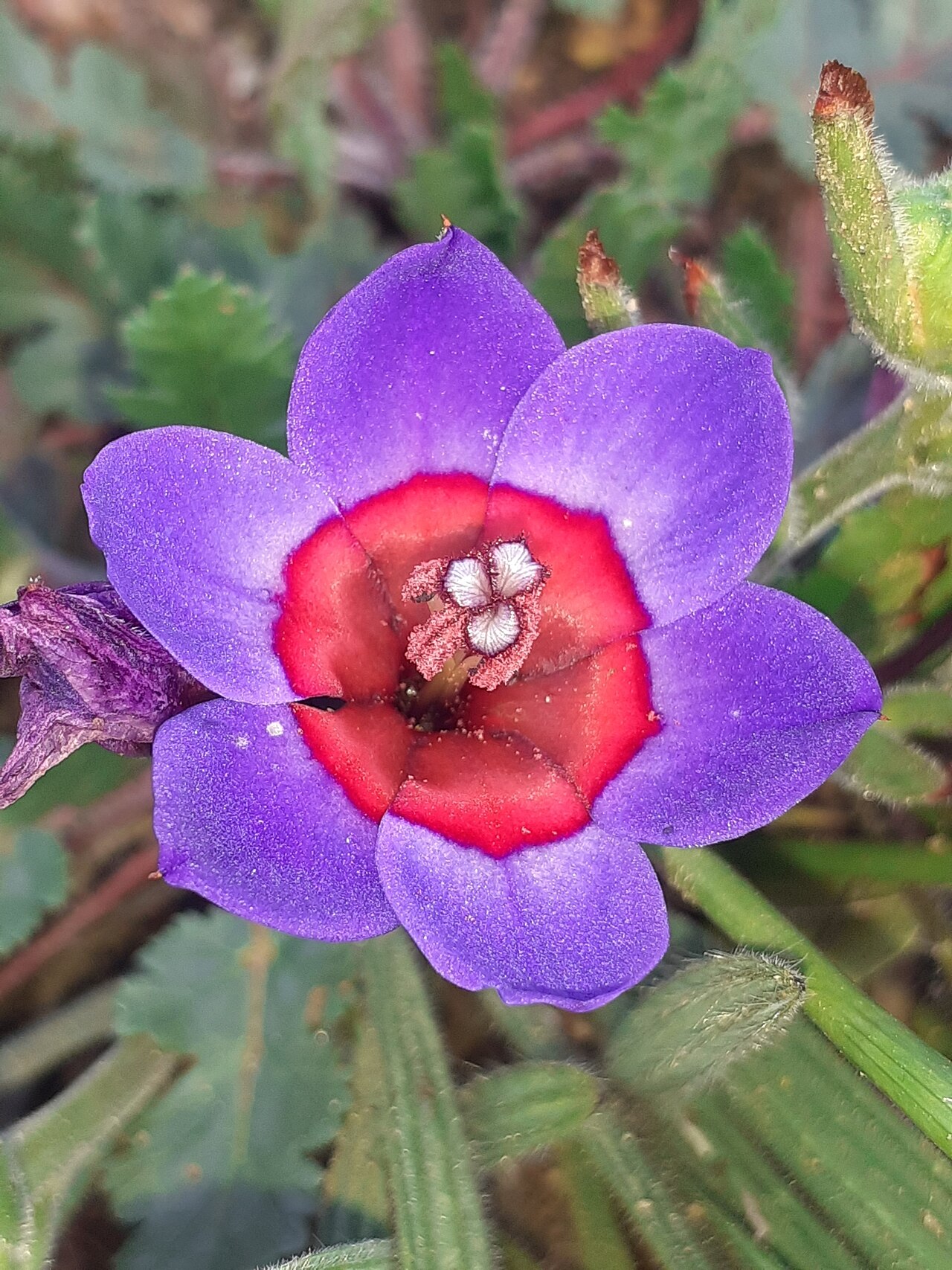 Blue-and-red babiana: Babiana rubrocyanea, photographed by Brian du Preez, on 27 September 2020, at Waylands Wild Flower Reserve, southeast of Darling, Western Cape province of South