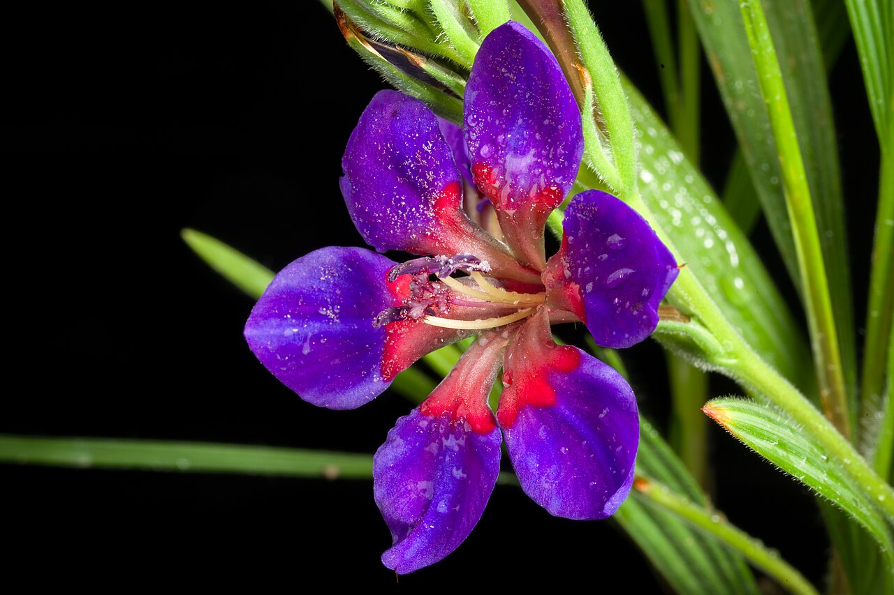 Blue-and-red babiana: Plant derived from Western Cape province (Malmesbury), South Africa Taxonomy Family アヤメ科 Iridaceae Subfamily Crocoideae Tribe Croceae Genus ホザキアヤメ属 Babiana .mw-