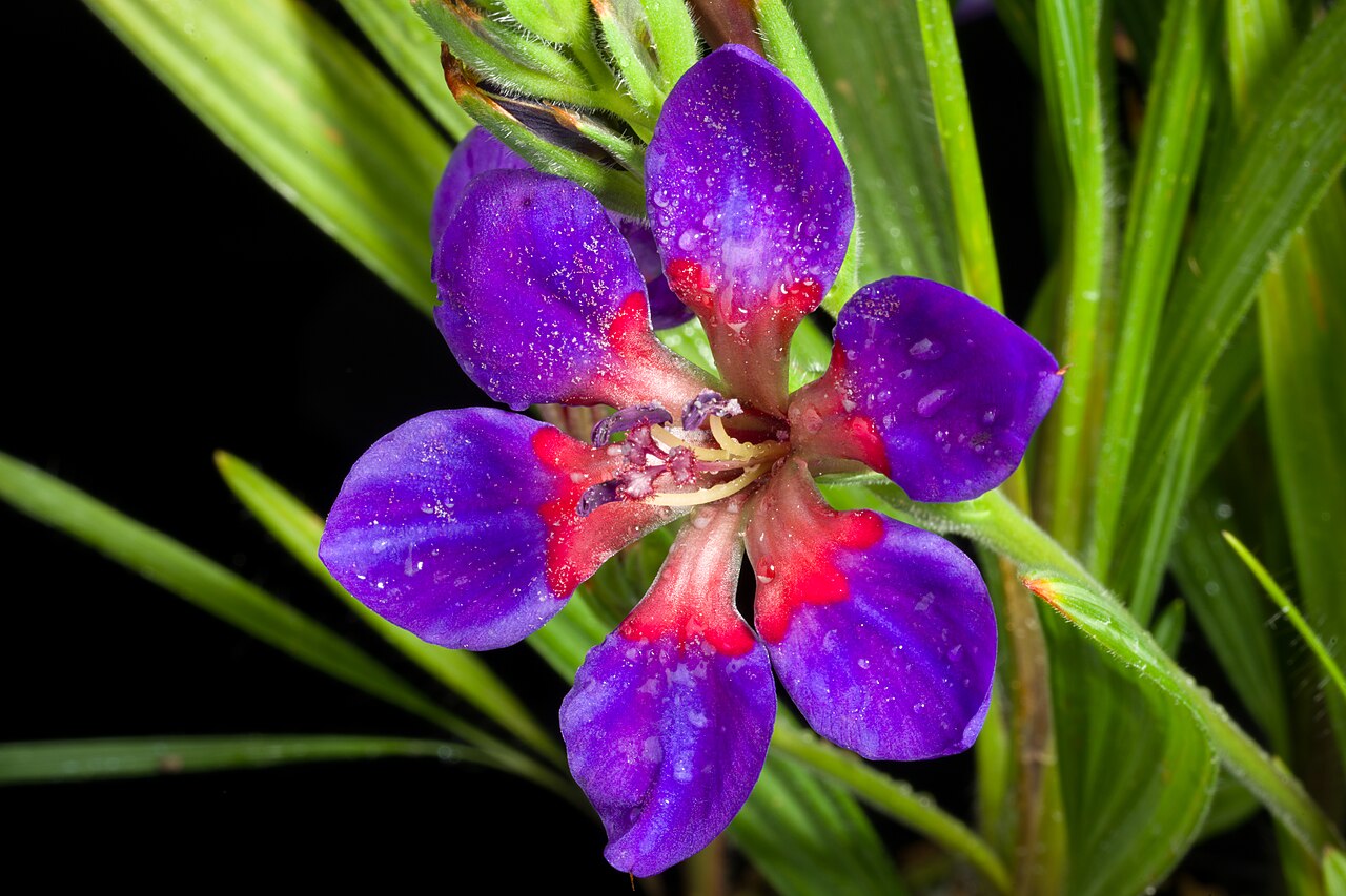 Blue-and-red babiana: Plant derived from Western Cape province (Malmesbury), South Africa Taxonomy Family アヤメ科 Iridaceae Subfamily Crocoideae Tribe Croceae Genus ホザキアヤメ属 Babiana .mw-