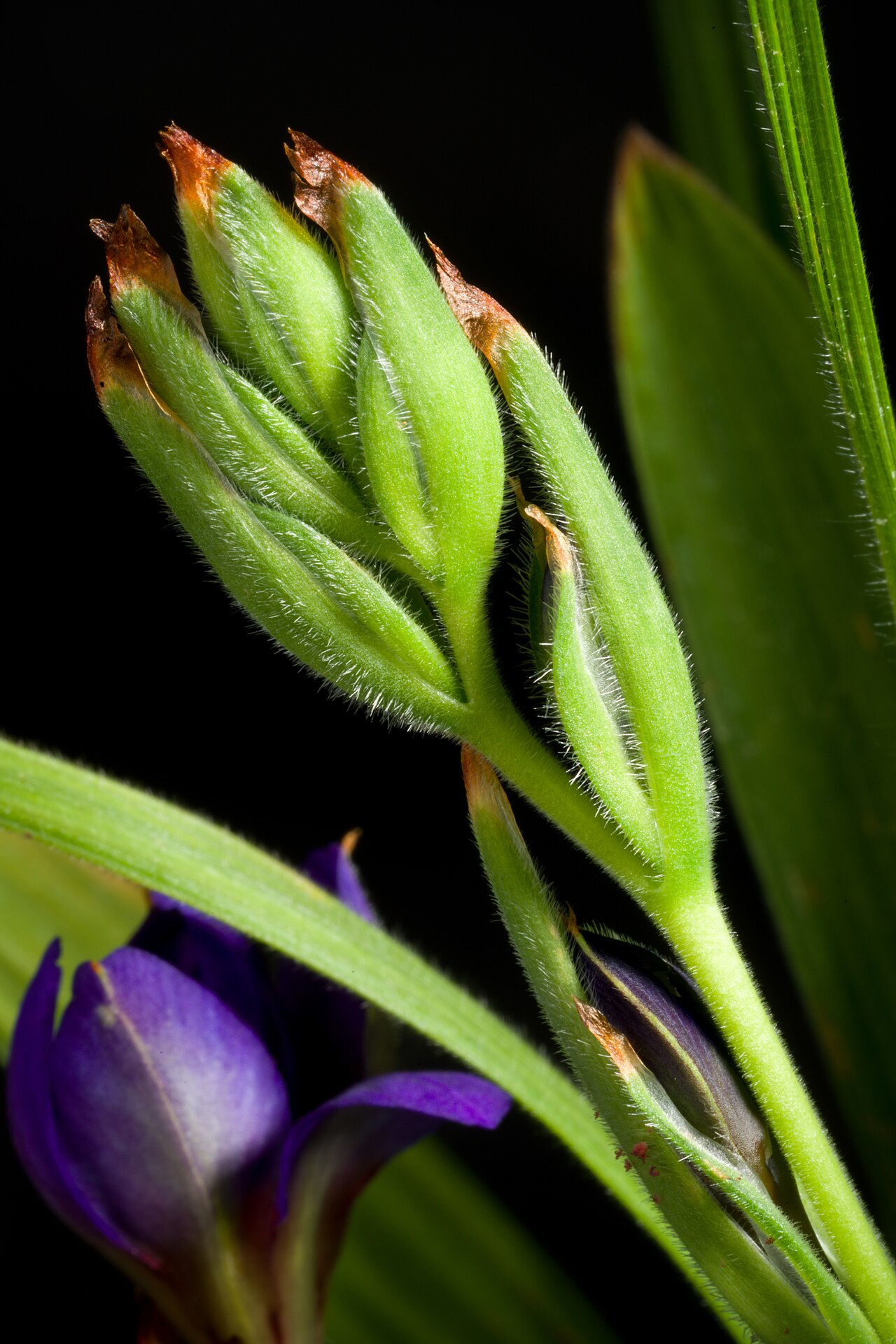 Blue-and-red babiana: Plant derived from Western Cape province (Malmesbury), South Africa Taxonomy Family アヤメ科 Iridaceae Subfamily Crocoideae Tribe Croceae Genus ホザキアヤメ属 Babiana .mw-