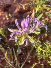 Babiana salteri (Babiana salteri)