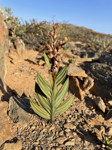 Babiana salteri (Babiana salteri)