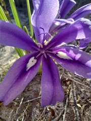 Babiana sambucina (Babiana sambucina)