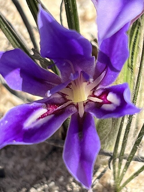 Babiana sambucina: Babiana sambucina ssp. longibracteata