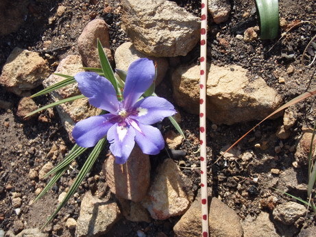 Babiana sambucina (Babiana sambucina)