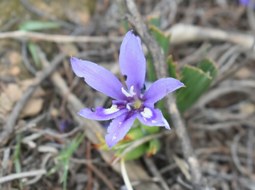 Babiana sambucina (Babiana sambucina)