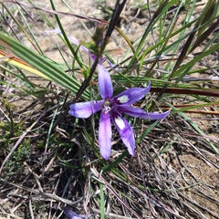 Babiana sambucina (Babiana sambucina)