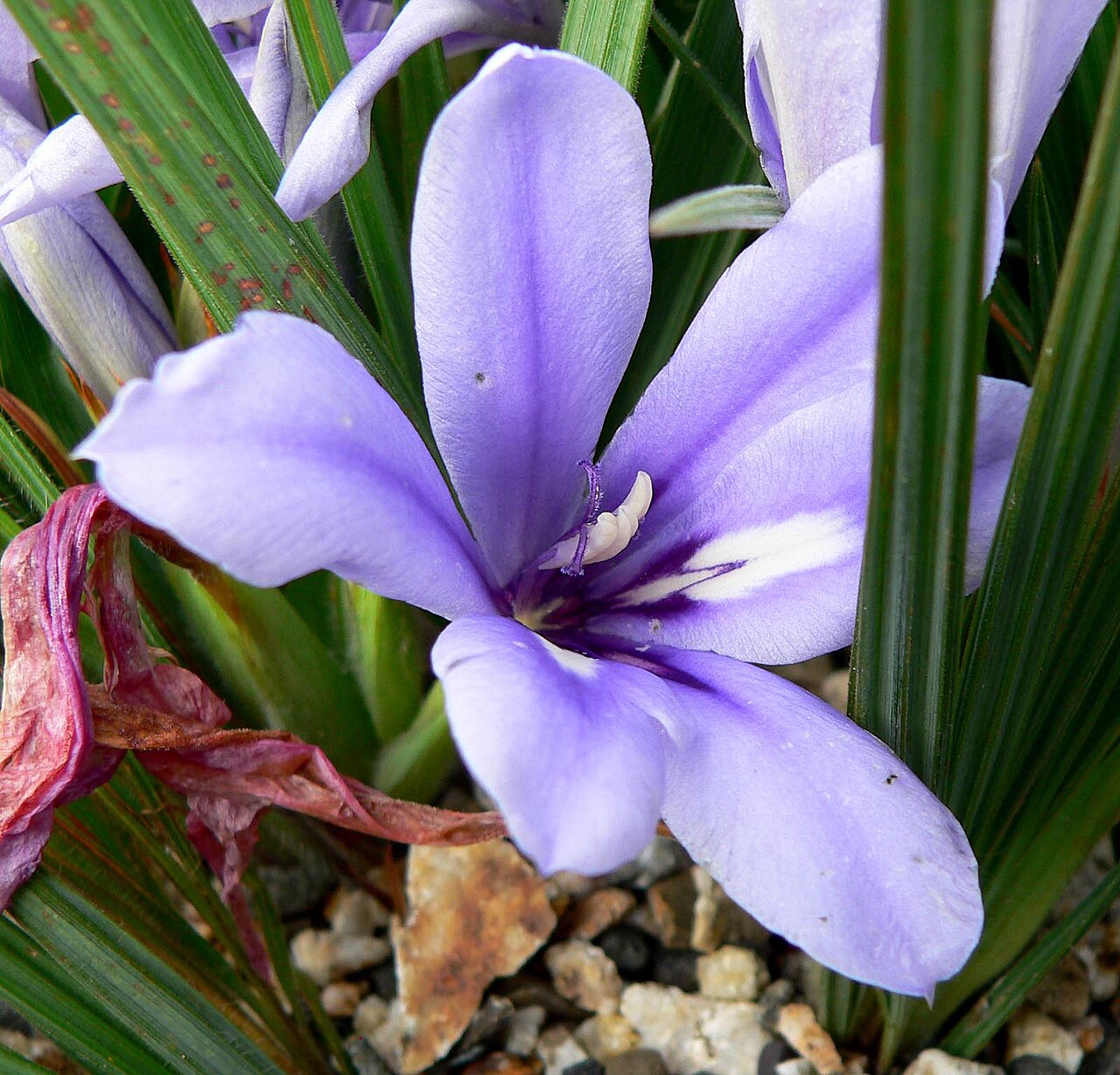 Babiana sambucina: Photo of Babiana sambucina at the University of California Botanical Garden