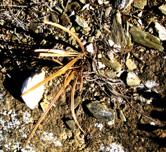Babiana sambucina (Babiana sambucina)