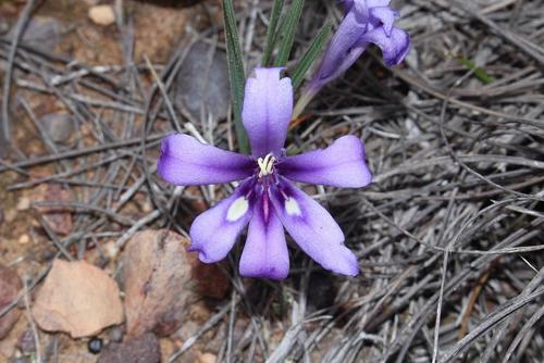Babiana sambucina (Babiana sambucina)