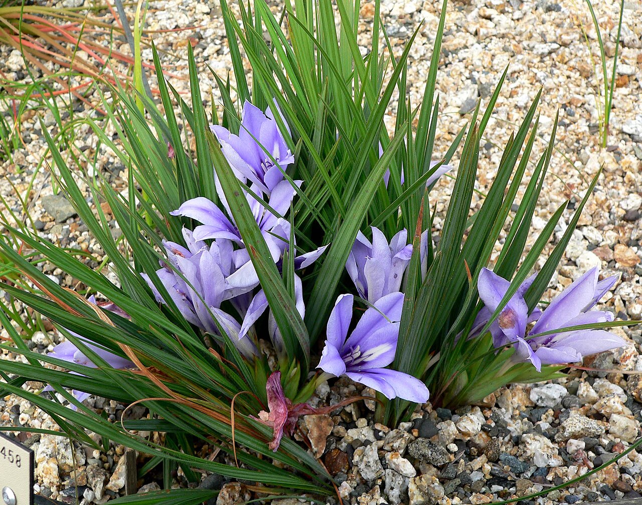 Babiana sambucina: Photo of Babiana sambucina at the University of California Botanical Garden