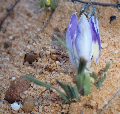 Babiana sambucina (Babiana sambucina)