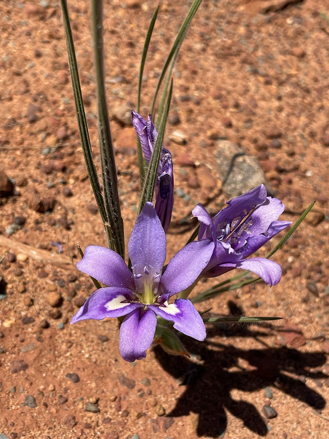 Babiana sambucina: Babiana sambucina ssp. longibracteata