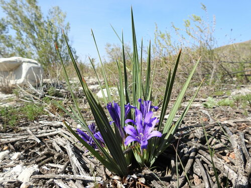 Babiana sambucina (Babiana sambucina)