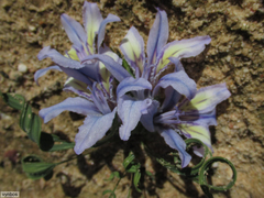 Babiana scabrifolia (Babiana scabrifolia)