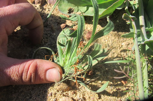 Babiana scabrifolia (Babiana scabrifolia)