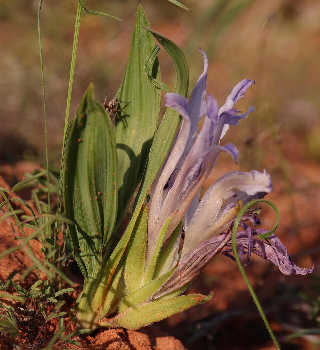 Babiana scabrifolia: Babiana scabrifolia, photographed by Nick Helme, on 21 July 2014, at Kys 2, Vredendal, Western Cape province of South Africa