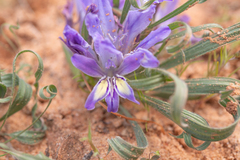 Babiana scabrifolia (Babiana scabrifolia)