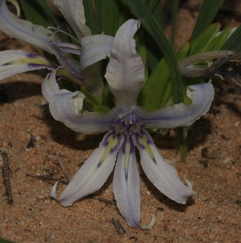 Babiana scabrifolia (Babiana scabrifolia)