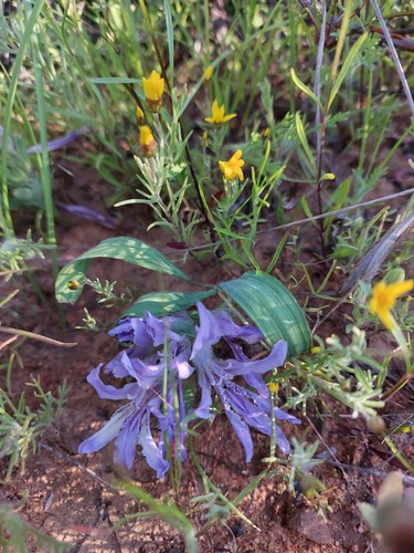 Babiana scabrifolia (Babiana scabrifolia)
