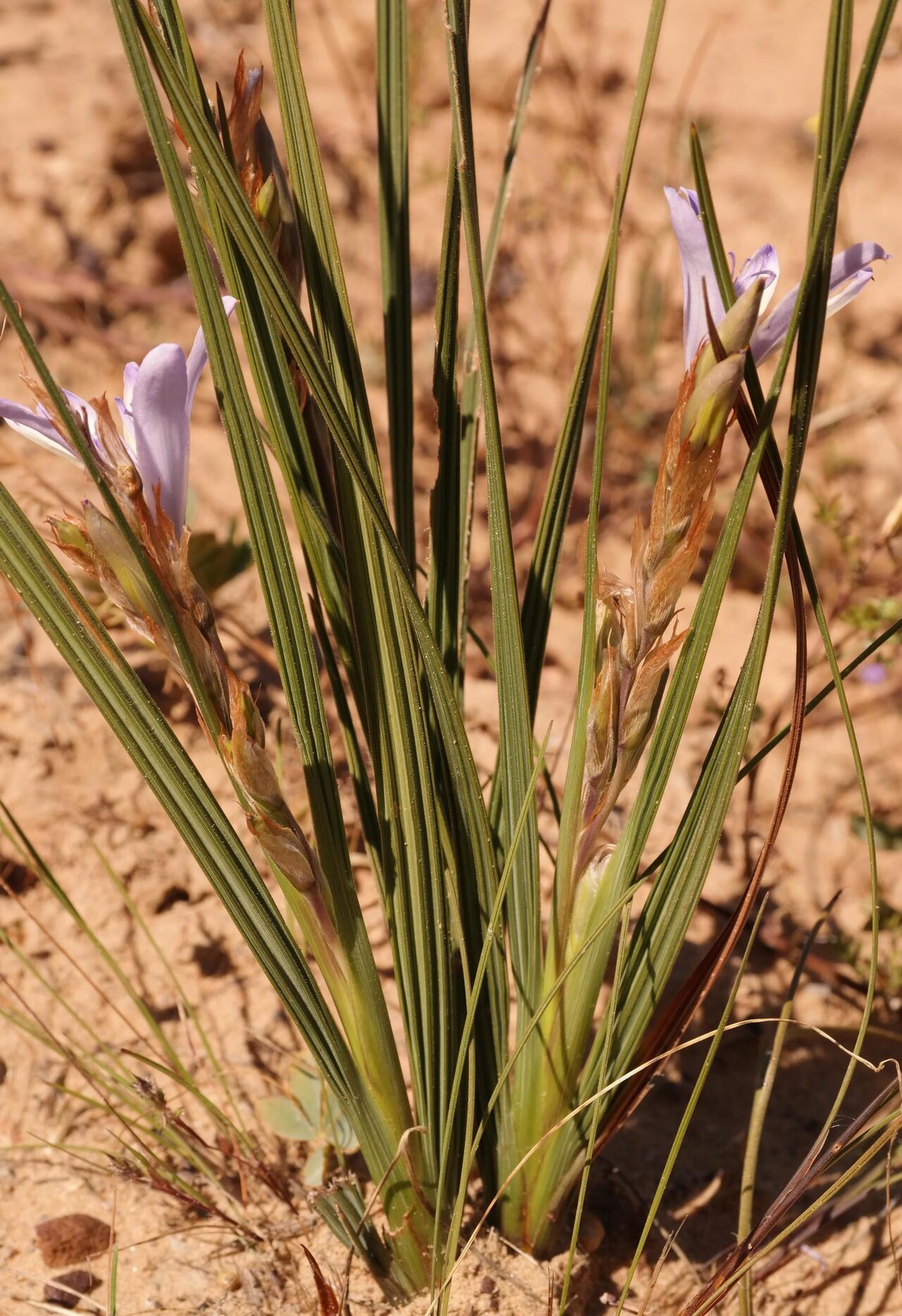 Babiana scariosa: Babiana scariosa, photographed by Nick Helme, during October 2016, near Oorlogskloof, Northern Cape province of South Africa