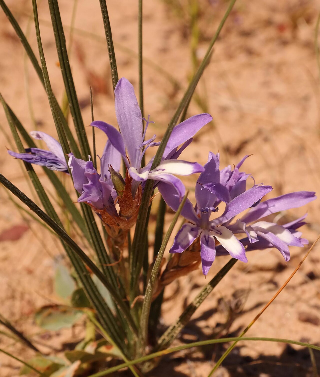 Babiana scariosa: Babiana scariosa, photographed by Nick Helme, during October 2016, near Oorlogskloof, Northern Cape province of South Africa