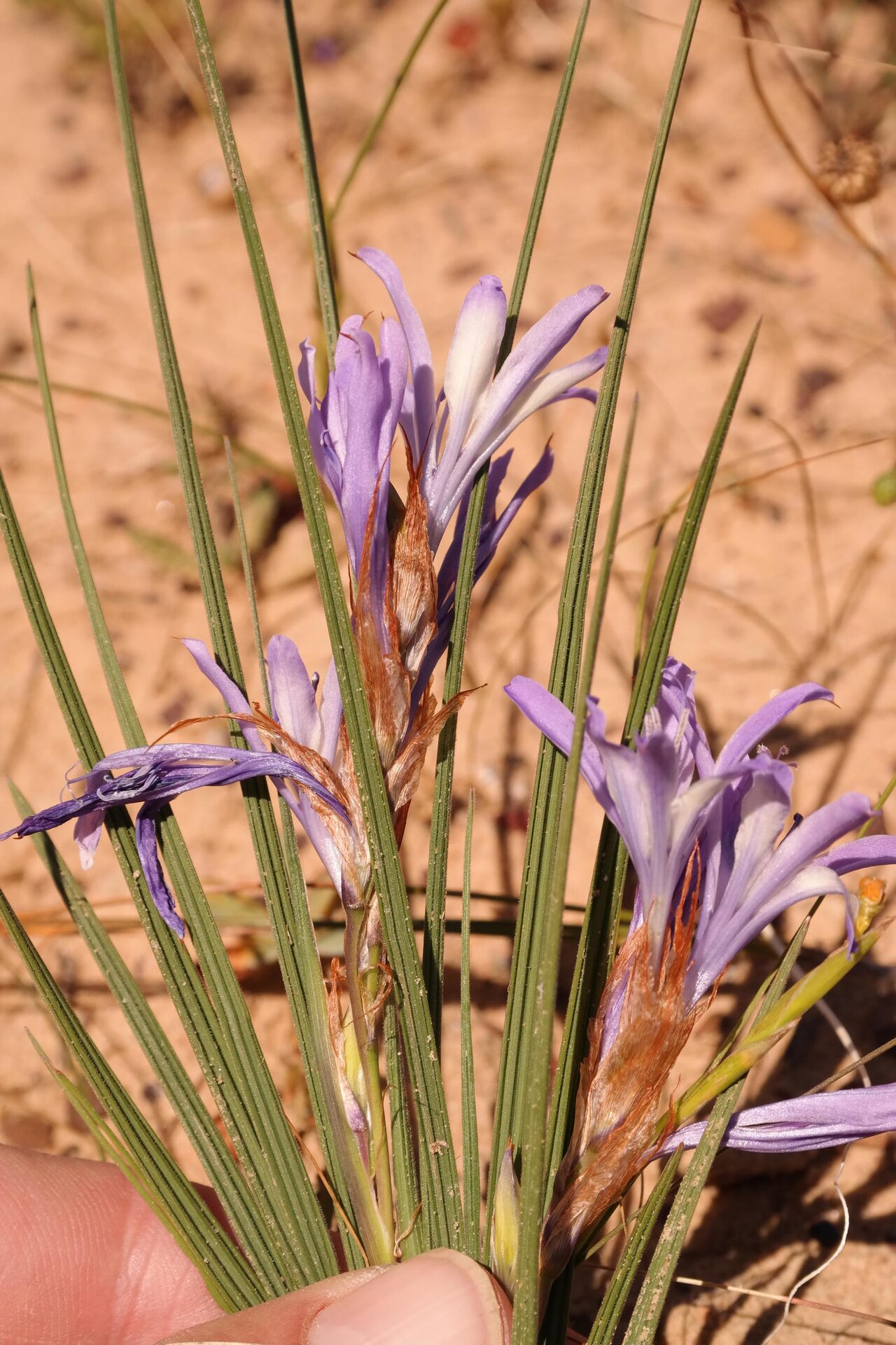 Babiana scariosa: Babiana scariosa, photographed by Nick Helme, during October 2016, near Oorlogskloof, Northern Cape province of South Africa