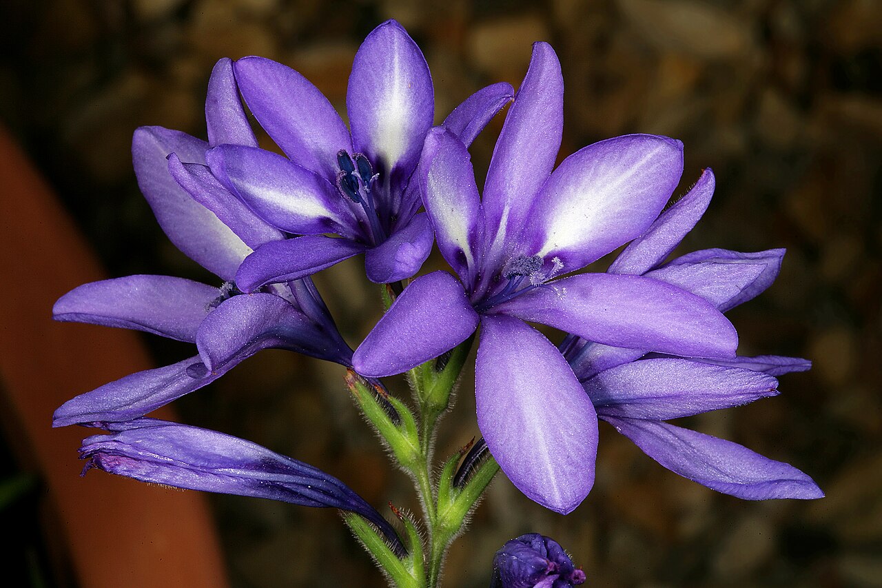 Babiana secunda: Babiana secunda , inflorescence; note inverted state of flowers with dorsal tepals and stamens facing the spike apex. Kirstenbosch National Botanical Garden, Ca