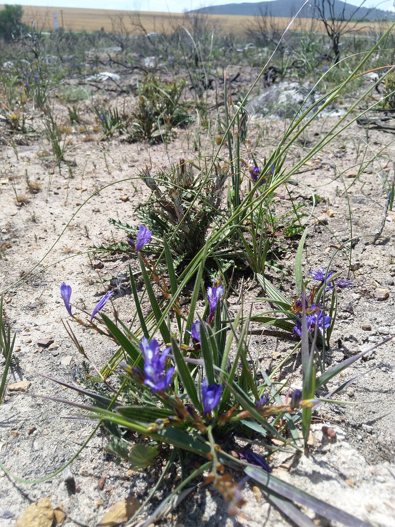 Babiana secunda: Babiana secunda, photographed by Jacques van der Merwe, on 14 October 2019, at Paarl Farms, Western Cape province of South Africa