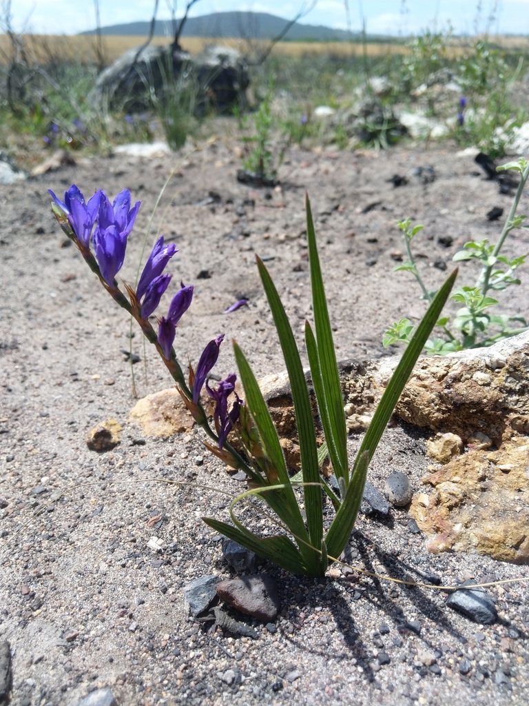 Babiana secunda (Babiana secunda)