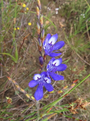 Babiana secunda (Babiana secunda)