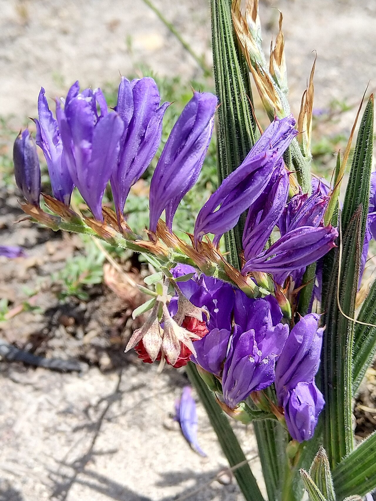 Babiana secunda: Babiana secunda, photographed by Jacques van der Merwe, on 14 October 2019, at Paarl Farms, Western Cape province of South Africa