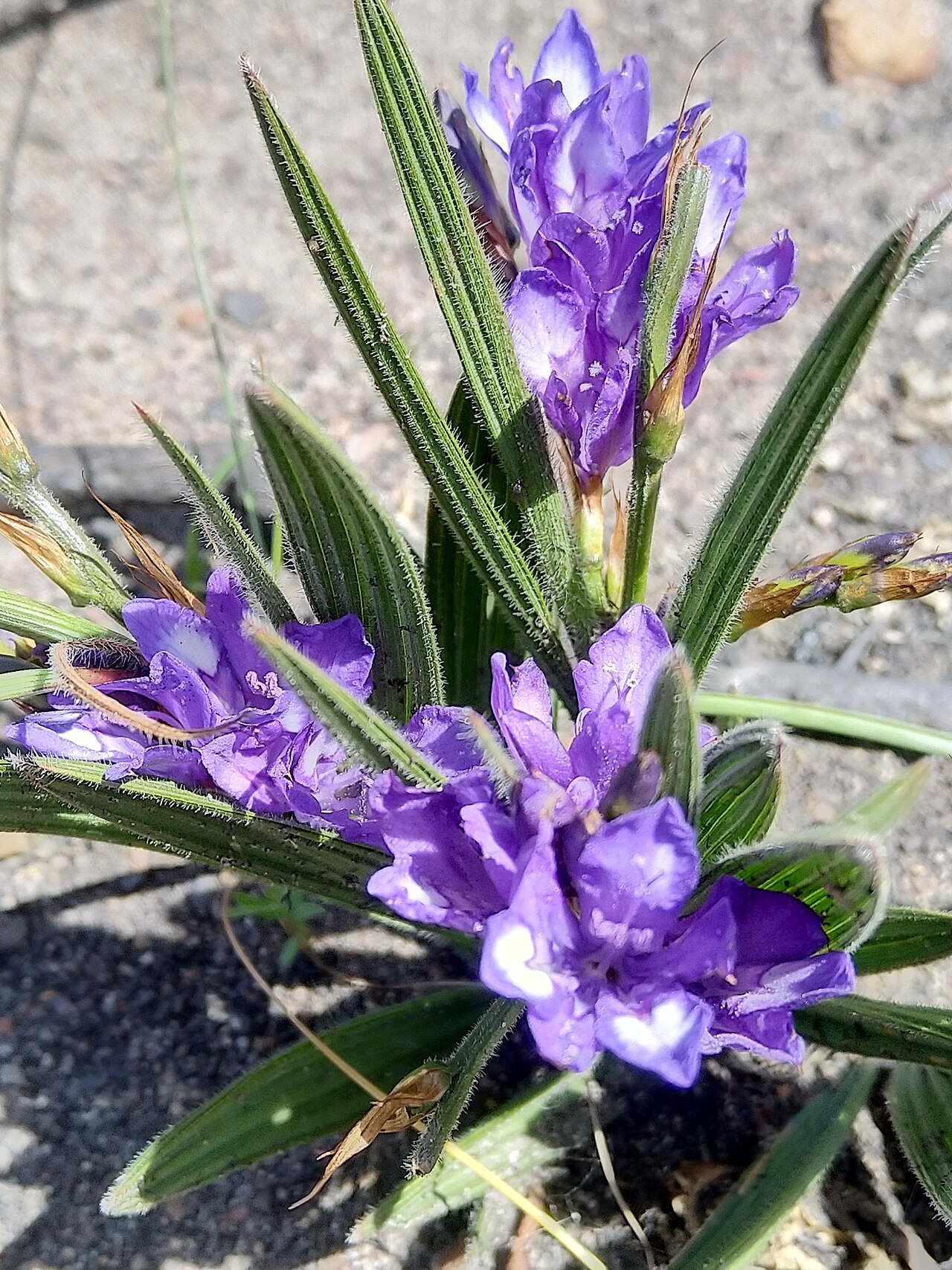 Babiana secunda: Babiana secunda, photographed by Jacques van der Merwe, on 14 October 2019, at Paarl Farms, Western Cape province of South Africa