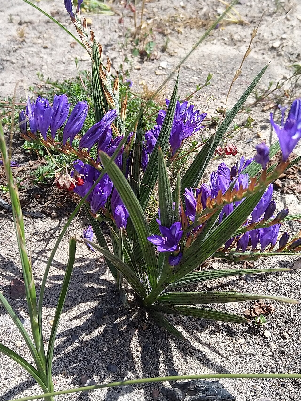 Babiana secunda: Babiana secunda, photographed by Jacques van der Merwe, on 14 October 2019, at Paarl Farms, Western Cape province of South Africa