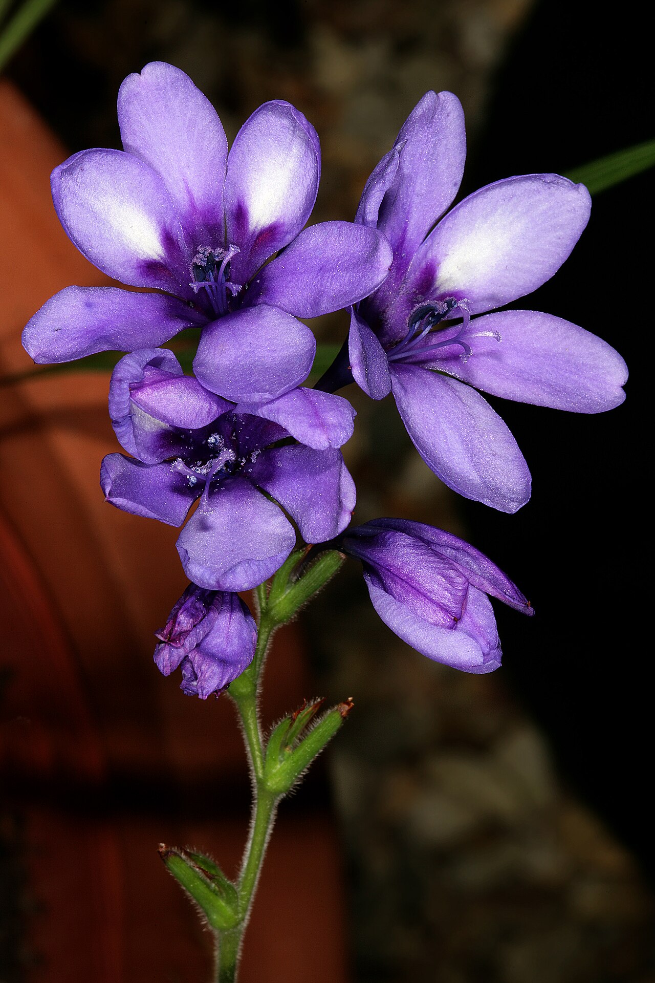 Babiana secunda: Babiana secunda , inflorescence; note inverted state of flowers with dorsal tepals and stamens facing the spike apex. Kirstenbosch National Botanical Garden, Ca