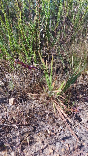 Babiana secunda (Babiana secunda)