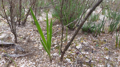 Babiana secunda (Babiana secunda)