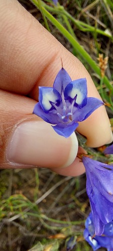 Babiana secunda (Babiana secunda)