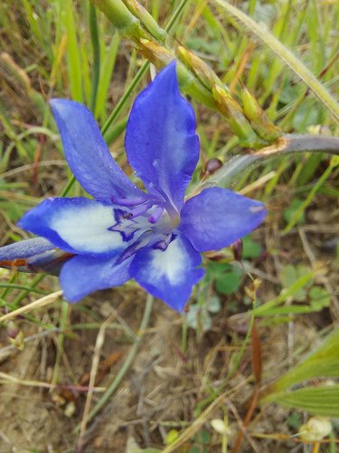 Babiana secunda (Babiana secunda)