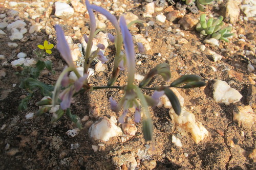 Babiana sinuata (Babiana sinuata)