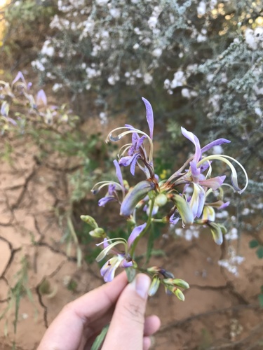 Babiana sinuata (Babiana sinuata)