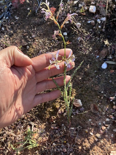 Babiana sinuata (Babiana sinuata)