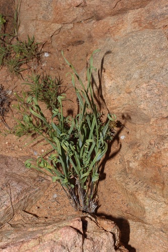 Babiana sinuata (Babiana sinuata)