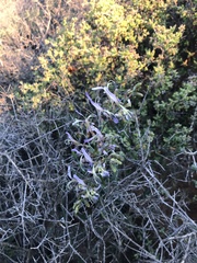 Babiana sinuata (Babiana sinuata)