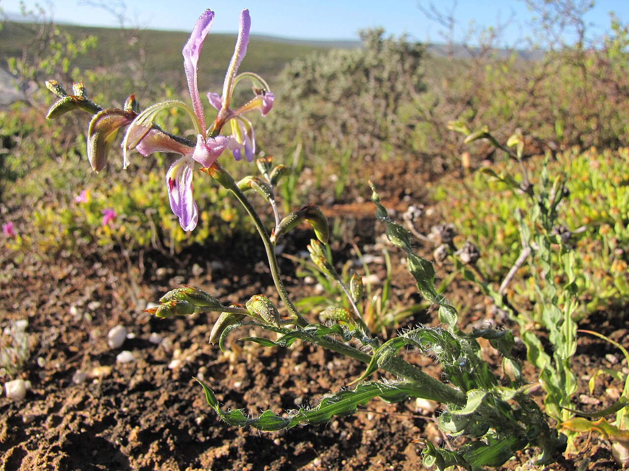 Babiana sinuata: Babiana sinuata, photographed by Nick Helme, on 22 August 2013, at Gideonsoord 303, about 9 km west of Klawer, Western Cape province of South Africa