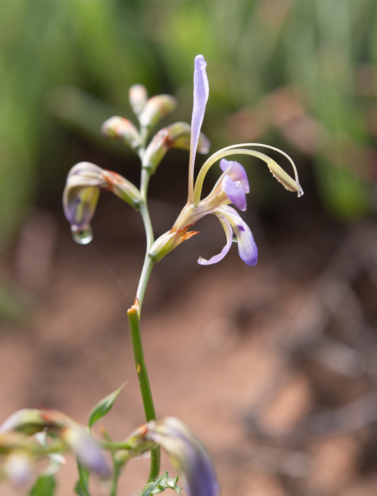 Babiana sinuata (Babiana sinuata)
