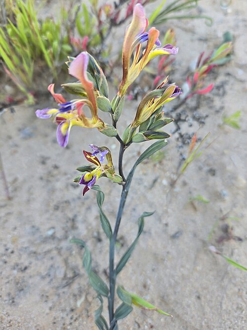 Babiana spiralis: Babiana spiralis